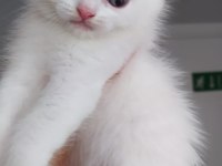 Scottish fold sağlıklı
