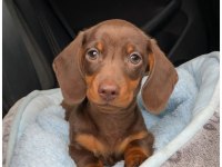 Safkan Dachshund Yavrular