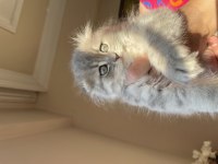 Dünya tatlısı scottish fold