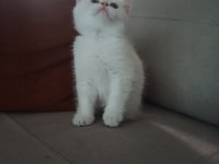 55 günlük erkek british shorthair bebek