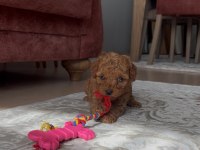 Temas bağımlısı dişi poodle bebek