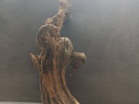 AKVARYUM TERARYUM PALUDARYUM VİVARYUM İCİN KÖK
