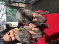Dev mavi gözlü cane Corso yavrularımız
