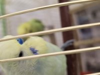Kaliteli bilezikli sağlıklı muhabbet kuşlar