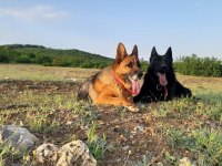 Siyah alman çoban köpeği