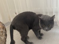 British shorthair kedisi