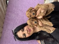 Red brown toy poodle yavrularım