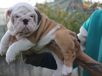 İNGİLİZ BULLDOG ŞEHİRİN DEDİKODULARI