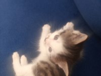 Acil ücretsiz sahiplendirme kedimiz