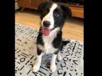 Şecereli safkan border collie