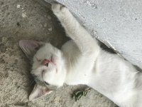 Şirin Yavru Kediler Sahiplendirilecek