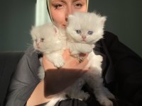 Son bir safkan british yavru