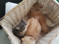 CFA KAYITLI ANNE VE BABA YAVRU KEDİMİZ