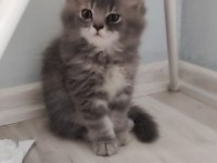 Chinchilla bebekler biz hazırız