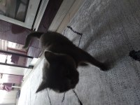 British shorthair uysal kedimiz