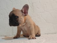 ŞECERELİ ANNE BABANIN EFSANE FAWN FRENCH BULLDOG YAVRULARI