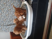 Maltipoo yavruları