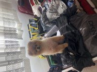Gerçek Köpek Severlere Ücretsiz Sahiplendirme Pomeranian