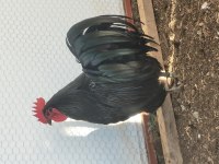 Alman australorp