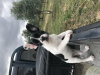 French Bulldog 3,5 Aylık Erkek
