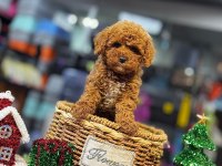 Yurt dışı girişli üst vasıf poodle bebekler