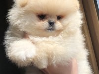 2.5 aylık 2 dişi Pomeranian boo üst kalite