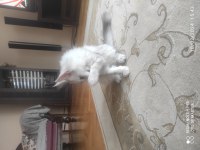 Palesilver maine coon yavrular