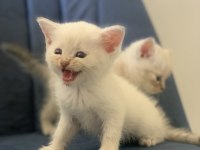 TAMAMEN SAĞLIKLI BRİTİSH KEDİLER