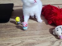British shorthair beyaz golden point