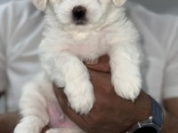 Maltese Cesurum prensim