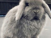 Lop Tavşanlarımız Gün İçi Gönderim Mevcut