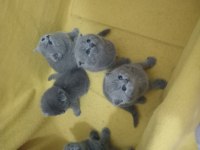 Kendi canı gibi sevenlere british shorthair