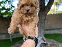 Sağlık ve ırk garantili Maltipoo yavrularımız 