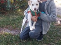 Jack russell 9 aylık neşeli çocuk dostu oyuncu