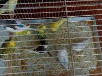 Alıştırmalık muhabbet kuşu bebekler