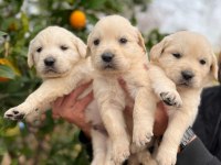 Bebek yüzlü golden retriever bebekler