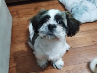 Shih Tzu Bella Fıstığımı Sahiplendireceğim