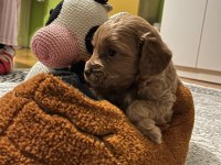 Şeker gibi maltipoo yavrularımız büyümeme garantili