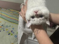 8 tane scottish fold yavrular 2 aylık