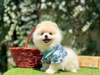 Boo Pomeranian Peluş Ayıcık Tip Yavrularımız