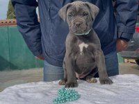 Muhteşem cane corso bebekler güvenli kapıya teslim