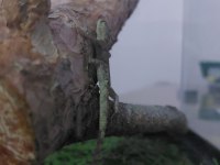 Sevimli Gecko