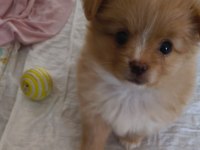 Pomeranian Dişi Mikro İmperium