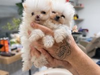 Teacup Pomeranian Boo Yavrularım