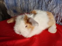 Teddy lop tavşan yavrular mavi göz