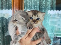 British shorthair golden