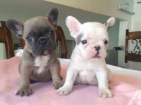 Show Kalite French Bulldog Yavruları EN İYİSİNİ ARAYANA