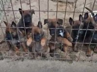Belçika kurdu 1,5 aylık