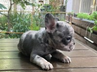 Egzotik french bulldog dişi ve erkek