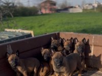 A kalite mermi orjinal belçika kurdu